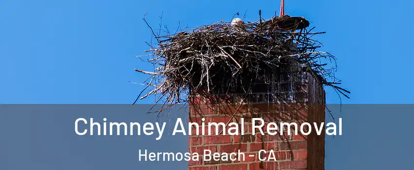  Chimney Animal Removal Hermosa Beach - CA