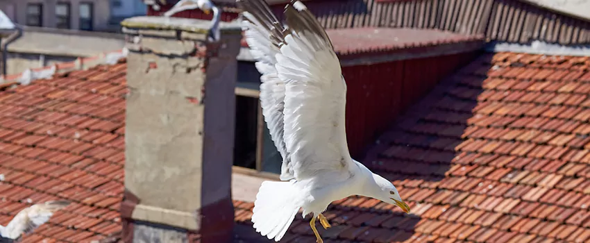 Residential Chimney Animal Removal Solution in Hermosa Beach, CA